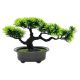 Family bonsai fa 15x13x19cm