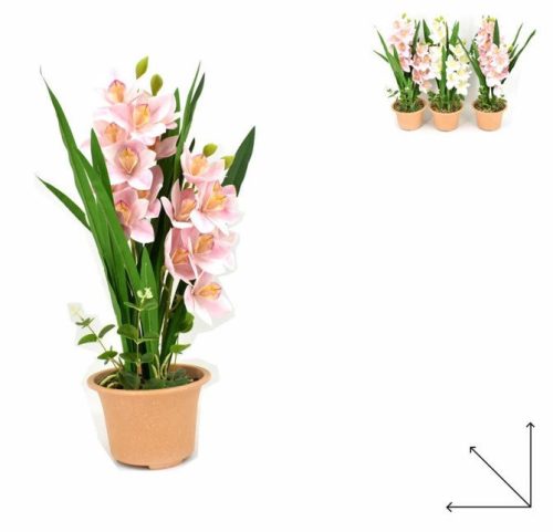 Family művirág cserepes csónakorchidea 3f.