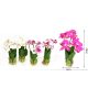 MŰVIRÁG ORCHIDEA 28X6CM 4F.