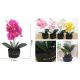 Family művirág cserepes orchidea 33x11cm 4f.